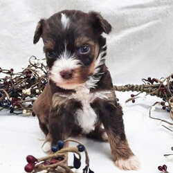 Adopt a dog:Cody/Schnoodle/Male/5 weeks,Are you looking for the best puppy ever? Well, you found me! My name is Cody and I am the best! How do I know? Well, just look at me. Aren't I adorable? Also, I come up to date on my vaccinations and vet checked from head to tail, so not only am I cute, but healthy too! I promise to be on my best behavior when I'm with my new family. I'm just a bundle of joy to have around. So, hurry and pick me to show off what an excellent puppy you have!