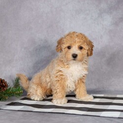 Alani/Bich-Poo									Puppy/Female														/8 Weeks,Meet sweet little Alani! This fluffly little sweetheart is looking for her furever home and would make the perfect little companion for you. Her friendly little way and loving personality would brighten many days for you!