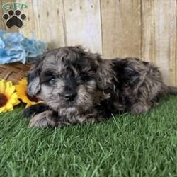 Snickers/Shih-Poo									Puppy/Male																/6 Weeks,Hey there, My name is Snickers! I am a very cute male Merle Shihpoo puppy! I was born on November 25th, 2024. I am such a sweet boy! I am looking for my new family, could that be with you? If you choose me I will come home to you vet checked with my vaccinations and deworming up to date, and I will also be microchipped. If you think that I would make the perfect little addition to your family, then please call or text to find out more information about me!