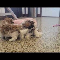 Oscar/Teddy Bear									Puppy/Male																/8 Weeks,Hi, I’m Oscar! I’m a fluffy little puppy. I would love to be your little buddy. I promise I’ll give you lots of love and snuggles!