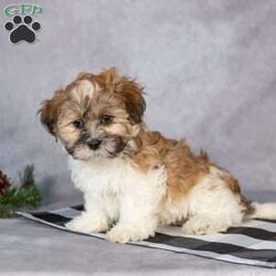 Oscar/Teddy Bear									Puppy/Male																/8 Weeks,Hi, I’m Oscar! I’m a fluffy little puppy. I would love to be your little buddy. I promise I’ll give you lots of love and snuggles!