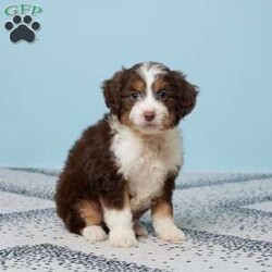 Addi/Mini Aussiedoodle									Puppy/Female														/11 Weeks,Meet Addi, the sweetest Aussiepoo you’ll ever find! She’s been raised with love in a family setting, so she’s already great with kids and full of affection. Addi comes vet-checked, microchipped, and is up to date on her vaccines and dewormer, giving you peace of mind. She’s ready to fill your home with joy, wagging tails, and cuddles. Addi has a playful spirit but also loves to snuggle up for some quiet time. She’s looking for a family to call her own—could it be yours? Bring Addi home and make every day brighter with her love and loyalty!