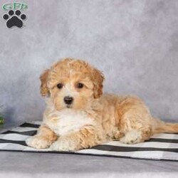Alani/Bich-Poo									Puppy/Female														/8 Weeks,Meet sweet little Alani! This fluffly little sweetheart is looking for her furever home and would make the perfect little companion for you. Her friendly little way and loving personality would brighten many days for you!