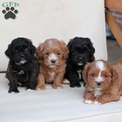 Winston/Shih-Poo									Puppy/Male																/8 Weeks,To contact the breeder about this puppy, click on the “View Breeder Info” tab above.