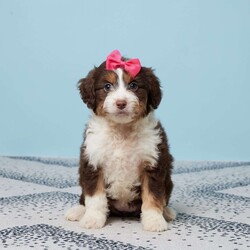 Addi/Mini Aussiedoodle									Puppy/Female														/11 Weeks,Meet Addi, the sweetest Aussiepoo you’ll ever find! She’s been raised with love in a family setting, so she’s already great with kids and full of affection. Addi comes vet-checked, microchipped, and is up to date on her vaccines and dewormer, giving you peace of mind. She’s ready to fill your home with joy, wagging tails, and cuddles. Addi has a playful spirit but also loves to snuggle up for some quiet time. She’s looking for a family to call her own—could it be yours? Bring Addi home and make every day brighter with her love and loyalty!