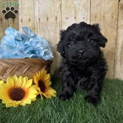 Bronco/Shih-Poo									Puppy/Male																/5 Weeks,Hey there, My name is Bronco! I am a very cute male Black Shihpoo puppy! I was born on December 1st, 2024. I am such a sweet boy! I am looking for my new family, could that be with you? If you choose me I will come home to you vet checked with my vaccinations and deworming up to date, and I will also be microchipped. If you think that I would make the perfect little addition to your family, then please call or text to find out more information about me!
