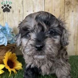 Snickers/Shih-Poo									Puppy/Male																/6 Weeks,Hey there, My name is Snickers! I am a very cute male Merle Shihpoo puppy! I was born on November 25th, 2024. I am such a sweet boy! I am looking for my new family, could that be with you? If you choose me I will come home to you vet checked with my vaccinations and deworming up to date, and I will also be microchipped. If you think that I would make the perfect little addition to your family, then please call or text to find out more information about me!