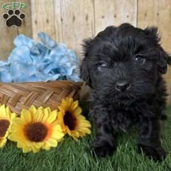 Bronco/Shih-Poo									Puppy/Male																/5 Weeks,Hey there, My name is Bronco! I am a very cute male Black Shihpoo puppy! I was born on December 1st, 2024. I am such a sweet boy! I am looking for my new family, could that be with you? If you choose me I will come home to you vet checked with my vaccinations and deworming up to date, and I will also be microchipped. If you think that I would make the perfect little addition to your family, then please call or text to find out more information about me!