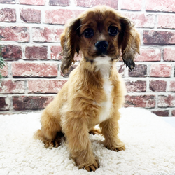 Adopt a dog:Yves/Cocker Spaniel/Male/17 weeks,Hello there! My name is Yves. I am looking for a loving, new family. I have a wonderful, rich, and soft coat. Am I your future family member? I like to be held, but I also like to follow you everywhere. I will come to you up-to-date vaccinations and vet checked. So, if you are my new family, please call right away. Get ready for all the puppy love and kisses I have in store for you.