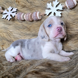 Pepper/Beagle/Female/6 weeks