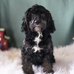 Adopt a dog:Tickles/Cockapoo/Male/23 weeks,I'm so happy that you are looking at my pictures. I'm even cuter in person! Everyone loves me! I have been told that I have a beautiful coat. It's fluffy and baby soft. Just think of all the fun things we can do together. We can shop for puppy toys together, take long walks on the beach or just stay at home watch a good movie on TV. I will be waiting by the phone for your call. Call about me today!