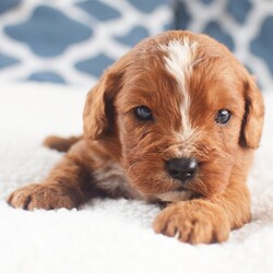 Adopt a dog:Rusty/Cavapoo/Male/4 weeks,Hi, I'm Rusty! It's very nice to meet you. I am a very outgoing puppy looking for a family where I would fit in! If you think you could be that family, hurry up and pick me up. I will be up to date on my vaccinations before coming home to you, so we can play as soon as I get there. I'm very excited about meeting my new family, so please don't make me wait too long!