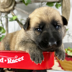 Adopt a dog:Tucker/German Shepherd Dog/Male/3 weeks,Hi! I am the keeper of all squeaky toys. If it’s on the floor, I own it. If it has peanut butter on it, then yes, I probably licked it. I am a confident little pup, and I plan to win the hearts of all I meet. I like belly rubs, lots of hugs and pats on the head, so I know when I’m being good. I’ll be up to date on my vaccinations and vet checks, so I plan on being a loyal and healthy companion to my new family. I'll be here with my squeaky toys and peanut butter, waiting for your call! Don't miss out on me!