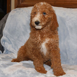 Adopt a dog:Grace/Poodle/Female/12 weeks,Ready for a lifetime of endless love? Then look no further, because I am going to do my very best to always please you. I will love you and be your fur-ever best friend. I come up to date on my vaccinations and am ready to come home to play. Just look at me and you will see that I will complete you. I hope you pick me, as I have been custom-made for someone special.