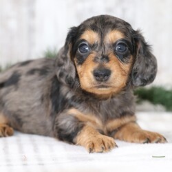 Adopt a dog:Orson/Dachshund/Male/7 weeks,What a beautiful world it would be if people had hearts like dogs. I have the biggest heart and I’m ready to give it all to you! Of course, I will share it if you have other family members or another dog! I plan to leave huge pawprints on your heart and give you big sloppy kisses too! I’m that perfect companion to fill the voids in your life. As they say, “A dog is the only thing on earth that loves you more than you love yourself,” and I am ready to fulfill that need.