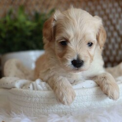 Adopt a dog:Nita/Maltipoo/Female/5 weeks,Hello there! My name is Nita, and I want you to pick me! I love to snuggle and be as cute as can be! My parents said I'm perfectly healthy and up to date on my puppy vaccinations. Being loved makes me happy and all I want is a nice family to take care of me. I love to play and to take long naps. If I'm chosen to join your family, I'll be the best puppy you could ever ask for; I promise! Make the call now and find out how to bring me home!