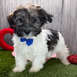 Adopt a dog:Fabio/Havanese/Male/13 weeks,Hi! It’s so nice to meet you! I’m a bundle of joy with a furry coat and a heart of gold. I’m not just a good dog, I’m the best dog. Sometimes I like to discover the world by racing around the yard, and sometimes I like learn about the world by lounging on the couch and watching the Discovery channel. I’m looking for the perfect lap to lay in, and I hope that’s yours!