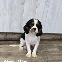 Phil/Cavapoo									Puppy/Male																/6 Weeks,Meet Phil, the lovable F1 Cavapoo who’s ready to melt your heart! This little guy has been raised in a caring environment, surrounded by love and attention. He’s socialized, friendly, and eager to bring happiness to his forever family.