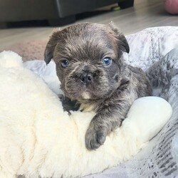 Chunky/French Bulldog									Puppy/Male																/6 Weeks,Chunky is an amazingly silky soft French bulldog puppy.  He is short and thick with a sweet personality.  He is very calm and loves to eat, play and snuggle.  We offer him with shots, vet check, puppy pack and first month accident insurance free, first vet check free* and fully socialized.