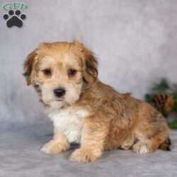 Fletcher/Yorkie-Chon									Puppy/Male																/8 Weeks,Here is a happy little puppy that would love to brighten your days. With his sweet, happy little ways he’ll brings hours of love and fun to your life!