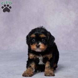 Phil/Cavapoo									Puppy/Male																/6 Weeks,Meet Phil, the lovable F1 Cavapoo who’s ready to melt your heart! This little guy has been raised in a caring environment, surrounded by love and attention. He’s socialized, friendly, and eager to bring happiness to his forever family.