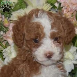 Caramel/Miniature Poodle									Puppy/Female														/7 Weeks,This sweet natured Miniature Poodle puppy is cute as can be and loves to play! Caramel is socialized, family raised with children, and ready to be the best addition to her forever family. She has been seen by a vet and is up to date on shots and de-wormer, plus the breeders provide a health guarantee when Caramel heads home. Hear more about this petite pup and schedule a visit by calling Jonas and Miriam Glick today!