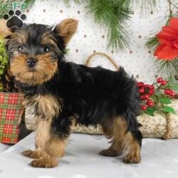 Max/Yorkie									Puppy/Male																/11 Weeks,Meet Max! This super cute Yorkie puppy is vet checked & up to date on shots & wormer. He can be registered, plus comes with a 30-day health guarantee provided by the breeder! Max is super playful & well socialized. He is currently being family raised with children, making him a perfect addition to your family home! If you would like more information on how you can welcome this cutie into your home, please contact Glenn & Miriam Fox today!