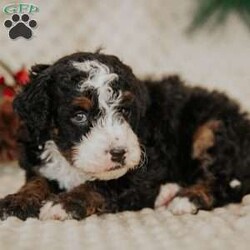 Pirate/Mini Bernedoodle									Puppy/Male																/8 Weeks,Do you love Bernese Mountain dogs but struggle with the heavy shedding then take a look at this puppy. With their poodle hair but Bernese happy personality they are sure to please.