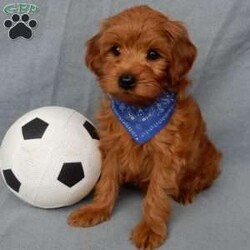 Robbie (micro mini)/Mini Goldendoodle									Puppy/Male																/9 Weeks,Hi there! My name is Robbie and I’m the sweetest little F1bb micro mini goldendoodle looking for my furever home! One look into my warm, loving eyes and at my super soft fluffy coat and I’ll be sure to have captured your heart already! I’m very happy, playful and very kid friendly and I would love to fill your home with all my puppy love!! I am full of personality, and I give amazing puppy kisses! I stand out above the rest with my sweet, loving personality and my adorable red colored coat! I will come to you vet checked and up to date on all vaccinations and dewormings . I come with a 1-year guarantee with the option of extending it to a 3-year guarantee and shipping is available! My mother is Mopsy, an F1b Mini Goldendoodle weighing 10# with a heart of gold and my father is Pete, a 7# toy Poodle! Both of my parents are very sweet and kid friendly which will make me the same!! I will grow to approx. 8-10# and I will be hypoallergenic and nonshedding! !!… Why wait when you know I’m the one for you? Call or text Martha to make me the newest addition to your family and get ready to spend a lifetime of tail wagging fun with me! (7% sales tax on in home pickups)