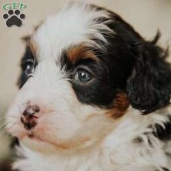 Pearl/Mini Bernedoodle									Puppy/Female														/8 Weeks,Do you love Bernese Mountain dogs but struggle with the heavy shedding then take a look at this puppy. With their poodle hair but Bernese happy personality they are sure to please.