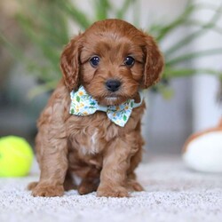 Zachary/Cavapoo									Puppy/Male																/6 Weeks,Zachary is the definition of “pawsitively” delightful! He has the cutest little face of a Cavapoo, always ready to brighten your day with his playful antics. This little guy is incredibly affectionate and loves snuggles, making him the perfect cuddle buddy. With bright eyes that seem to sparkle with mischief and warmth, Zachary is always ready to embark on a new adventure or curl up by your side for a relaxing afternoon nap. Whether he’s impressing you with his quick learning abilities during training sessions or showering you with licks and tail wags, His joyful spirit and gentle demeanor make him an irresistible addition to any loving home. His friendly nature, boundless energy and little sparks of spunk will keep you entertained, and his endearing loyalty will warm your heart.