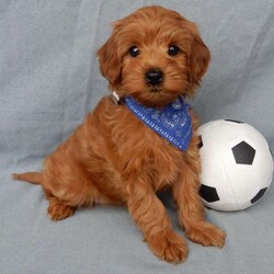 Robbie (micro mini)/Mini Goldendoodle									Puppy/Male																/9 Weeks,Hi there! My name is Robbie and I’m the sweetest little F1bb micro mini goldendoodle looking for my furever home! One look into my warm, loving eyes and at my super soft fluffy coat and I’ll be sure to have captured your heart already! I’m very happy, playful and very kid friendly and I would love to fill your home with all my puppy love!! I am full of personality, and I give amazing puppy kisses! I stand out above the rest with my sweet, loving personality and my adorable red colored coat! I will come to you vet checked and up to date on all vaccinations and dewormings . I come with a 1-year guarantee with the option of extending it to a 3-year guarantee and shipping is available! My mother is Mopsy, an F1b Mini Goldendoodle weighing 10# with a heart of gold and my father is Pete, a 7# toy Poodle! Both of my parents are very sweet and kid friendly which will make me the same!! I will grow to approx. 8-10# and I will be hypoallergenic and nonshedding! !!… Why wait when you know I’m the one for you? Call or text Martha to make me the newest addition to your family and get ready to spend a lifetime of tail wagging fun with me! (7% sales tax on in home pickups)