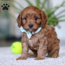 Zachary/Cavapoo									Puppy/Male																/6 Weeks,Zachary is the definition of “pawsitively” delightful! He has the cutest little face of a Cavapoo, always ready to brighten your day with his playful antics. This little guy is incredibly affectionate and loves snuggles, making him the perfect cuddle buddy. With bright eyes that seem to sparkle with mischief and warmth, Zachary is always ready to embark on a new adventure or curl up by your side for a relaxing afternoon nap. Whether he’s impressing you with his quick learning abilities during training sessions or showering you with licks and tail wags, His joyful spirit and gentle demeanor make him an irresistible addition to any loving home. His friendly nature, boundless energy and little sparks of spunk will keep you entertained, and his endearing loyalty will warm your heart.