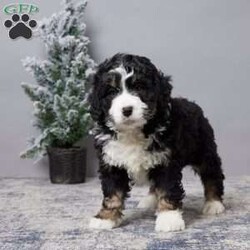 Asher/Mini Bernedoodle									Puppy/Male																/7 Weeks,Meet Asher, a sweet and playful Mini Bernedoodle who’s ready to bring endless joy to your family! Raised with love in a family setting, Asher is already accustomed to the sights and sounds of a bustling home. He’s been vet-checked, microchipped, and is up to date on his vaccines and dewormer, so he’s happy and healthy, ready to meet his forever family. Asher’s gentle and friendly nature makes him the perfect companion for cuddles, adventures, or just hanging out. He’s looking for a loving home where he can be your loyal best friend. Could Asher be the one for you?