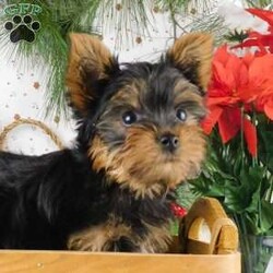 Max/Yorkie									Puppy/Male																/11 Weeks,Meet Max! This super cute Yorkie puppy is vet checked & up to date on shots & wormer. He can be registered, plus comes with a 30-day health guarantee provided by the breeder! Max is super playful & well socialized. He is currently being family raised with children, making him a perfect addition to your family home! If you would like more information on how you can welcome this cutie into your home, please contact Glenn & Miriam Fox today!