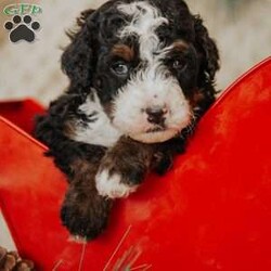 Pirate/Mini Bernedoodle									Puppy/Male																/8 Weeks,Do you love Bernese Mountain dogs but struggle with the heavy shedding then take a look at this puppy. With their poodle hair but Bernese happy personality they are sure to please.