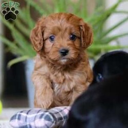 Zachary/Cavapoo									Puppy/Male																/6 Weeks,Zachary is the definition of “pawsitively” delightful! He has the cutest little face of a Cavapoo, always ready to brighten your day with his playful antics. This little guy is incredibly affectionate and loves snuggles, making him the perfect cuddle buddy. With bright eyes that seem to sparkle with mischief and warmth, Zachary is always ready to embark on a new adventure or curl up by your side for a relaxing afternoon nap. Whether he’s impressing you with his quick learning abilities during training sessions or showering you with licks and tail wags, His joyful spirit and gentle demeanor make him an irresistible addition to any loving home. His friendly nature, boundless energy and little sparks of spunk will keep you entertained, and his endearing loyalty will warm your heart.