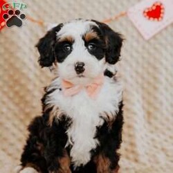 Pearl/Mini Bernedoodle									Puppy/Female														/8 Weeks,Do you love Bernese Mountain dogs but struggle with the heavy shedding then take a look at this puppy. With their poodle hair but Bernese happy personality they are sure to please.