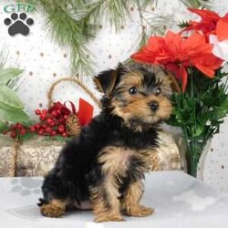 Wendy/Yorkie Poo									Puppy/Female														/10 Weeks,Meet Wendy! This super cute Yorkie-Poo puppy is vet checked & up to date on shots & wormer. She can be registered, plus comes with a 30-day health guarantee provided by the breeder! Wendy is super sweet & well socialized! She is currently being family raised with children, making her a perfect addition to your family home! If you would like more information on this sweetheart, please contact Glenn & Miriam Fox today!