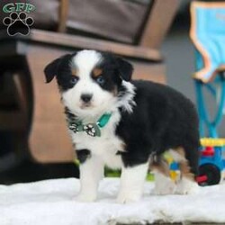 Rosco/Miniature Australian Shepherd									Puppy/Male																/9 Weeks,Introducing Rosco, the delightful AKC Miniature Australian Shepherd puppy that’s sure to steal your heart! With a coat as soft as a cloud and eyes that gleam with intelligence, Rosco is a true showstopper. His stunning appearance is only the beginning—this little guy is as sharp as a tack, soaking up new tricks and responding eagerly to training. Australian Shepherds are renowned for their intelligence, and Rosco is no exception. His quick learning and endless curiosity will keep you amazed as he effortlessly masters new skills. From herding imaginary sheep in the backyard to organizing his favorite toys, Rosco will bring a playful spark to your day.