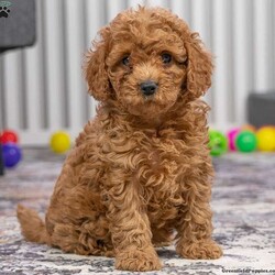 Brody/Cavapoo									Puppy/Male																/10 Weeks,Meet little Brody ! He is a pleasure to be around as he is always playing and loves giving kisses and getting belly rubs!    He is just an all-around little cuddle bug and would make a wonderful addition to a great family!   He does have all his vaccines and a microchip. Message me for more information!