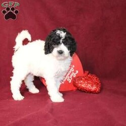 Bella/Mini Goldendoodle									Puppy/Female														/7 Weeks,Say hello to this charming and fluffy Mini Goldendoodle puppy who is started on potty training and crate training. This little sweetie pie is born to parents who are Genetically clear via Embark Vet for over 215 hereditary issues and their results show that this litter of puppies will not have any health issues that will adversely affect their health. While other Mini Goldendoodles may suffer from health issues as they age, this pup will have no predispositions to health concerns!  Each pup in this litter is up to date on shots and dewormer and vet checked! We offer the option for microchipping and a 1 Year Genetic Health Guarantee! 