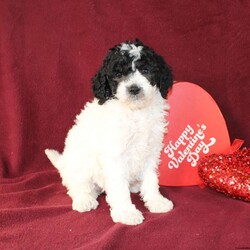 Bella/Mini Goldendoodle									Puppy/Female														/7 Weeks,Say hello to this charming and fluffy Mini Goldendoodle puppy who is started on potty training and crate training. This little sweetie pie is born to parents who are Genetically clear via Embark Vet for over 215 hereditary issues and their results show that this litter of puppies will not have any health issues that will adversely affect their health. While other Mini Goldendoodles may suffer from health issues as they age, this pup will have no predispositions to health concerns!  Each pup in this litter is up to date on shots and dewormer and vet checked! We offer the option for microchipping and a 1 Year Genetic Health Guarantee! 