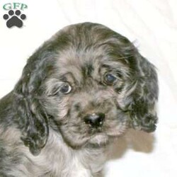 Robin/Cocker Spaniel									Puppy/Female														/November 25th, 2024,Meet Robin! This loving Cocker Spaniel puppy is vet checked & up to date on shots & wormer, plus comes with a 30-day health guarantee provided by the breeder! Robin is well socialized & currently being family raised with children! If you would like more information on this playful pup, please contact Steven Fisher today!