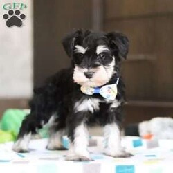 Carter/Miniature Schnauzer									Puppy/Male																/7 Weeks,Allow me to introduce you to the most darling AKC Schnauzer puppy, Carter! He embodies the perfect blend of sweetness and spunk. With his soft, silky coat he is an absolute joy to snuggle. No matter where you go, Carter will always be a head turner. Whether it’s a brisk walk in the park or a lively play session, he will turn any ordinary day into an adventure!