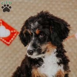 Rhino/Mini Bernedoodle									Puppy/Male																/15 Weeks,Do you love Bernese Mountain dogs but struggle with the heavy shedding then take a look at this puppy. With their poodle hair but Bernese happy personality they are sure to please.