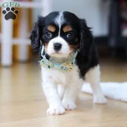 Nico/Cavalier King Charles Spaniel									Puppy/Male																/7 Weeks,Meet Nico, a stunning tri-colored Cavalier King Charles Spaniel with a heart as big as his beautiful brown eyes! Nico’s exuberant personality is sure to light up your days—he’s full of energy, charm, and a love for life that’s absolutely contagious. Whether he’s playfully bounding around the yard or snuggling up for some quiet time, Nico’s favorite thing in the world is to share his affection. Be prepared for lots of sweet puppy kisses and endless tail wags! This little guy thrives on love and attention and is ready to bring boundless joy to a family that will cherish his lively spirit and cuddly nature.