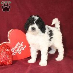 Bella/Mini Goldendoodle									Puppy/Female														/7 Weeks,Say hello to this charming and fluffy Mini Goldendoodle puppy who is started on potty training and crate training. This little sweetie pie is born to parents who are Genetically clear via Embark Vet for over 215 hereditary issues and their results show that this litter of puppies will not have any health issues that will adversely affect their health. While other Mini Goldendoodles may suffer from health issues as they age, this pup will have no predispositions to health concerns!  Each pup in this litter is up to date on shots and dewormer and vet checked! We offer the option for microchipping and a 1 Year Genetic Health Guarantee! 