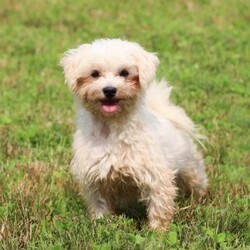 Chance/Morkie / Yorktese									Puppy/Male																/7 Weeks,Meet Chance! If you are looking for a puppy with lots of love and playful energy, you are definitely at the right place. This baby will love being by your side all day. The Morkie is a delightful small breed that is a cross between a Maltese and a Yorkshire Terrier. They tend to adapt well to different activity levels and are content with indoor playtime as long as they receive sufficient attention and stimulation. You will fall in love with this sweet baby the minute you see him!