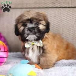 Justin/Lhasa Apso									Puppy/Male																/10 Weeks,Meet Justin he is the most adorable Lhasa Apso pup with a heart as big as his fluffy coat! This little bundle of joy is ready to bring love, laughter, and endless cuddles to your home. With his bright, expressive eyes and charming personality, he is guaranteed to win your heart in no time. Lhasas are known for their loyalty and intelligence, making them the perfect companions for families or individuals alike. Justin absolutely loves attention and will happily follow you wherever you go, always ready for snuggles or a fun game. Spend a little time with Justin, and you’ll find a best friend!